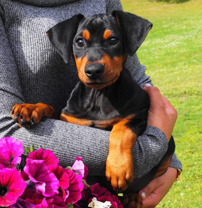 Pinscher * Xélanc Young Ykela 12 veckor